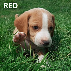 Thumbnail photo of Red - Basset/Aussie mix #4