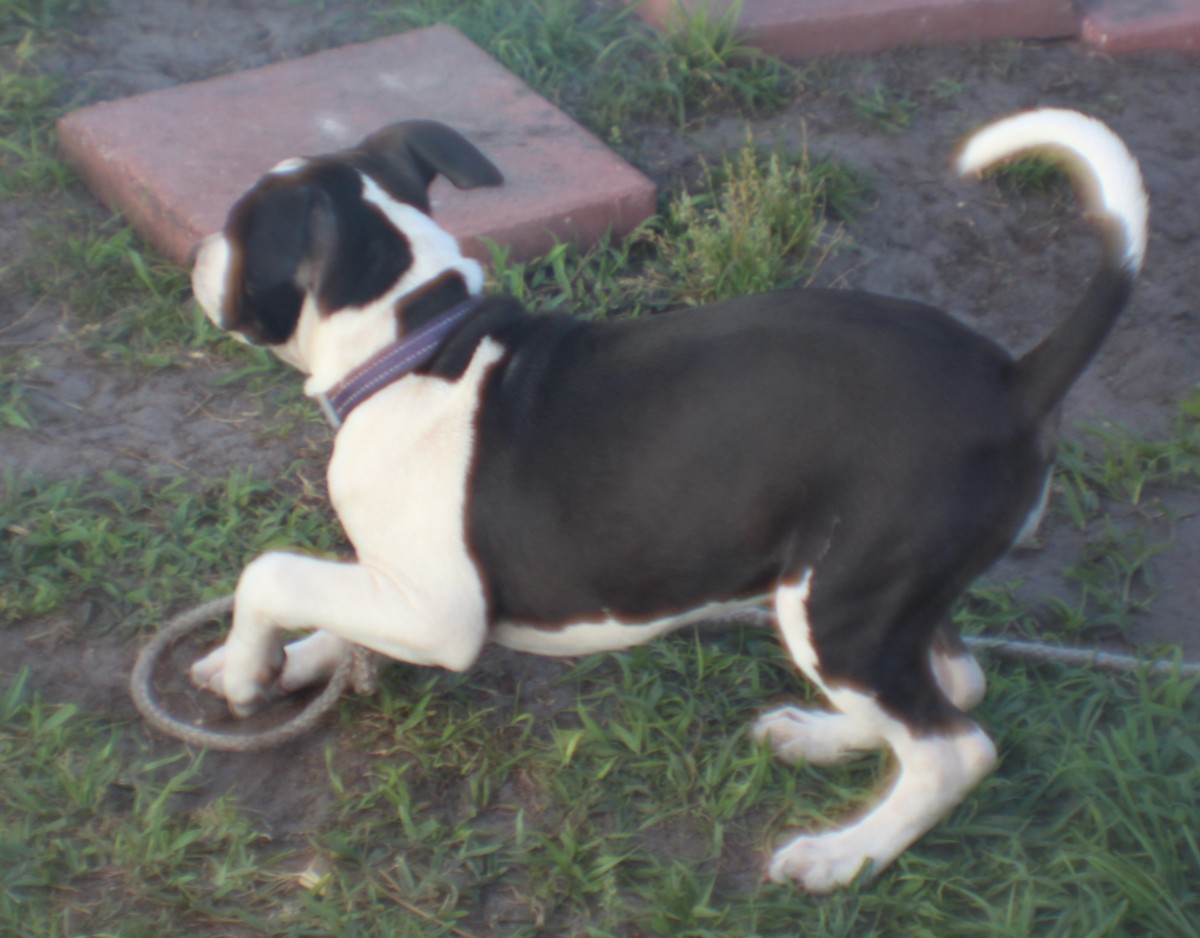 Adopt Chapa a Black with White Boston Terrier / American