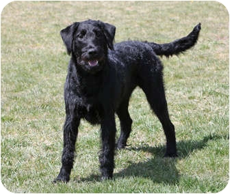 Portland Or Airedale Terrier Meet Lola A Pet For Adoption