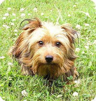 Mocksville Nc Yorkie Yorkshire Terrier Meet Jamie A Pet For Adoption Mocksville Nc Yorkie Yorkshire Terrier Meet Jamie A Pet For Adoption