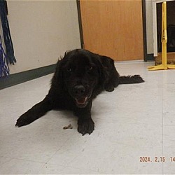 Flat Coated Retriever Puppies and Dogs in California Buy or