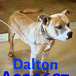 Photo of Dalton