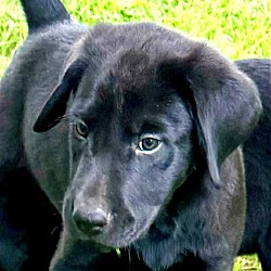 Thumbnail photo of BLACK LAB MIX PUPPIES #3