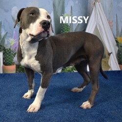 Thumbnail photo of Missy #1