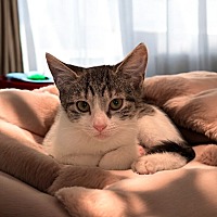 adopt a pet