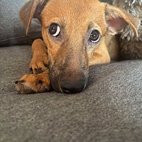 adopt a pet