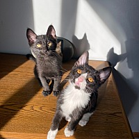 adopt a pet