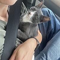 adopt a pet