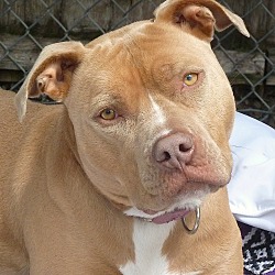Carmel, NY - Pit Bull Terrier. Meet Chloe a Pet for Adoption ...