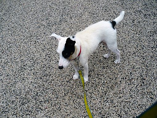 Wisconsin Dells Wi Parson Russell Terrier Meet Buddy A Pet For Adoption