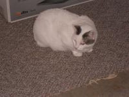 Sedalia Mo Colorpoint Shorthair Meet Kara A Turkish Van Mix
