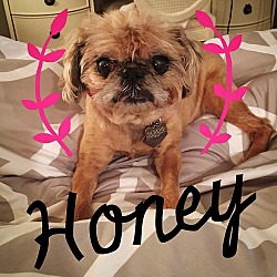 Thumbnail photo of HONEY - Adopted #1