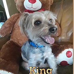 Photo of King