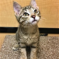 Faerie Tales Cat Rescue In Taylor Michigan