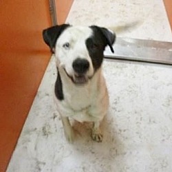 Pampa Animal Welfare Society Paws In Pampa Texas