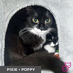 Thumbnail photo of Pixie (bonded with Poppy) #2