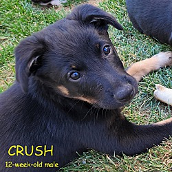 Thumbnail photo of CRUSH #2