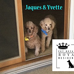Photo of Yvette - Bonded with Jacque - Special Needs - In a Foster Home!