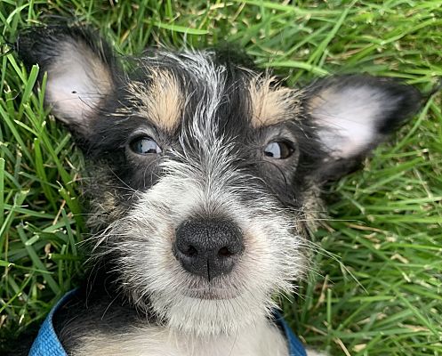 Schnauzer hotsell and chihuahua