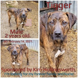 Thumbnail photo of Tigger #3