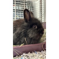 adopt-pet