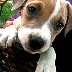 Thumbnail photo of Delmonico-Adopted! #1