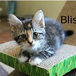 Thumbnail photo of Bliss #4