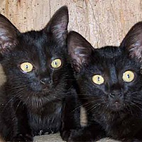 Westfield Homeless Cat Project In Westfield Massachusetts