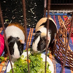 Thumbnail photo of Kimchi and Willow GUINEA PIGS #2