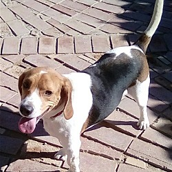 Thumbnail photo of Copper #3