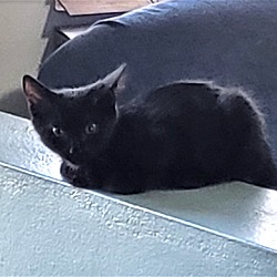 Photo of Gata
