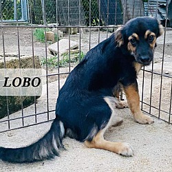Thumbnail photo of Lobo #2