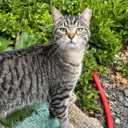 Photo of Bobby-Barn Cat