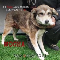 Photo of Mocha 7602