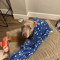 adopt a pet