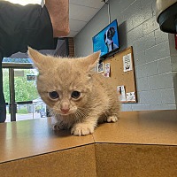 adopt a pet