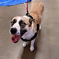 adopt a pet