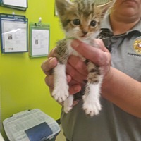 adopt a pet