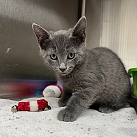 adopt a pet
