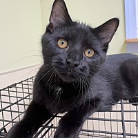 adopt-pet