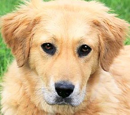 Wakefield Ri Golden Retriever Meet Grace Our Golden Girl A Pet For Adoption