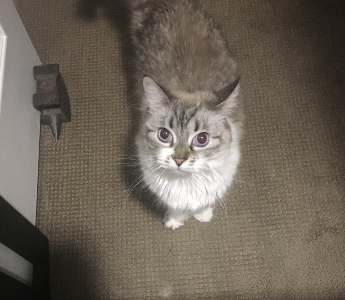 Bakersfield Ca Birman Meet Lilah A Pet For Adoption