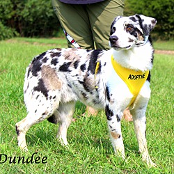 Thumbnail photo of Dundee~adopted! #2