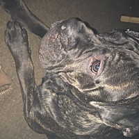 Cane Corso Puppies For Sale In Michigan Adoptapet Com