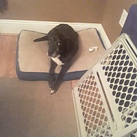 adopt a pet com