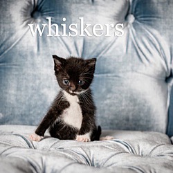 Thumbnail photo of Whiskers #1