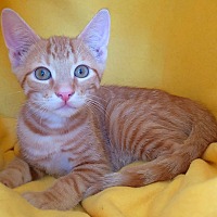 Photo of Diamond's kitten - Peridot