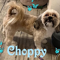 Photo of Choppy