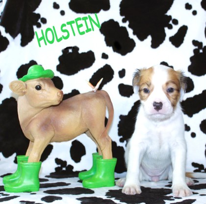 Photo of Holstein