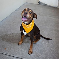 adopt a pet